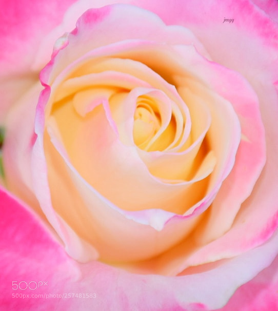 Nikon D5300 sample photo. El corazon de la photography