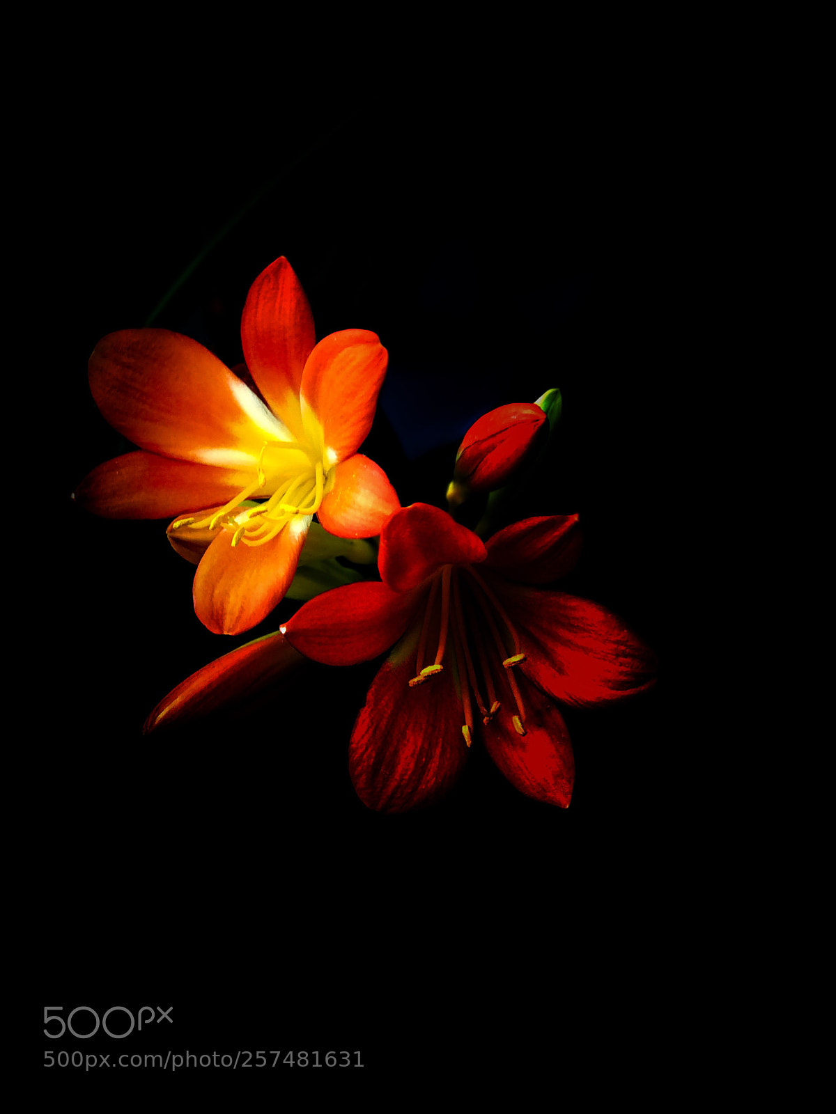 Apple iPhone 7 Plus sample photo. Untitled photography