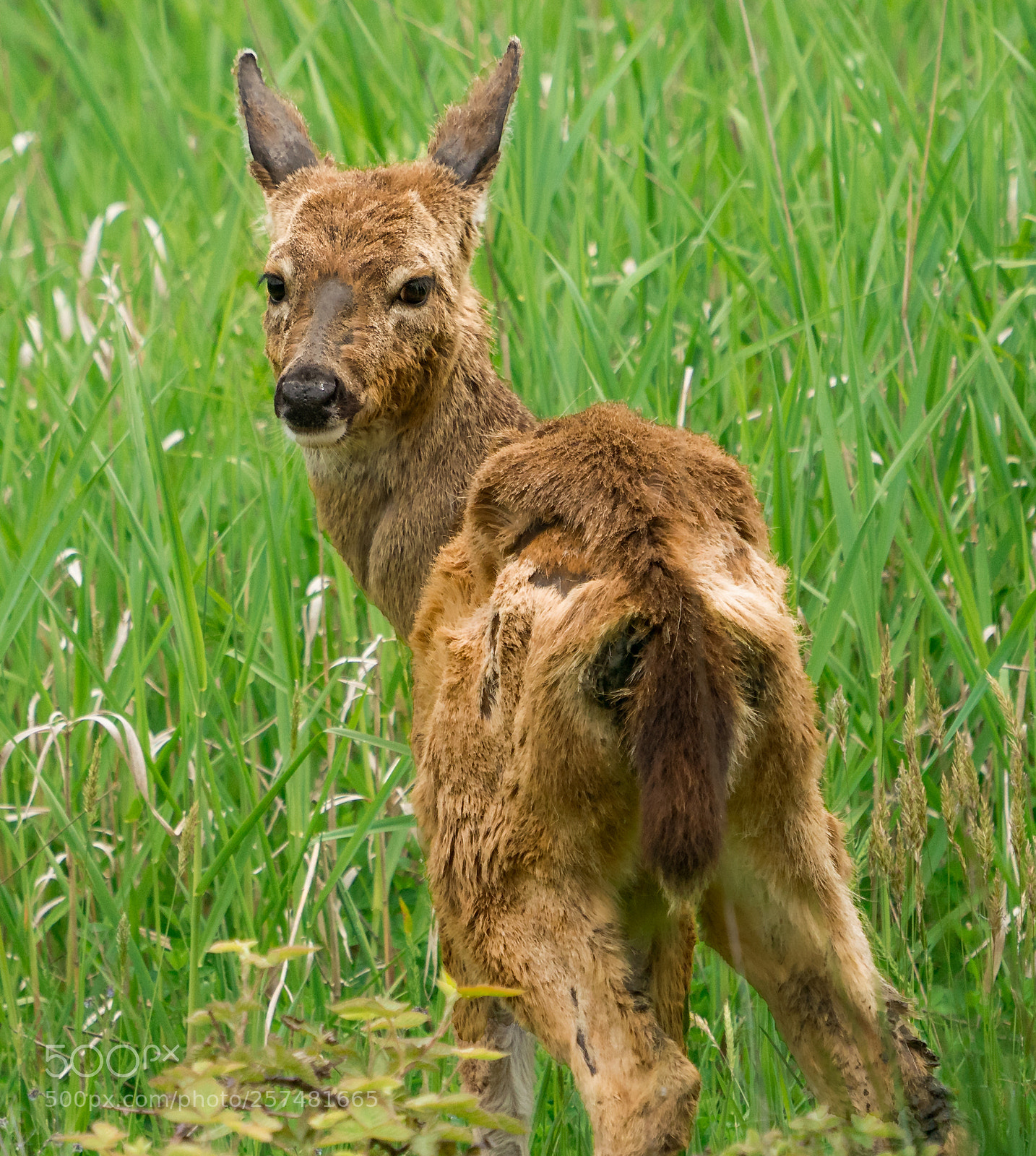 Sony a9 sample photo. Afternoon of a fawn photography