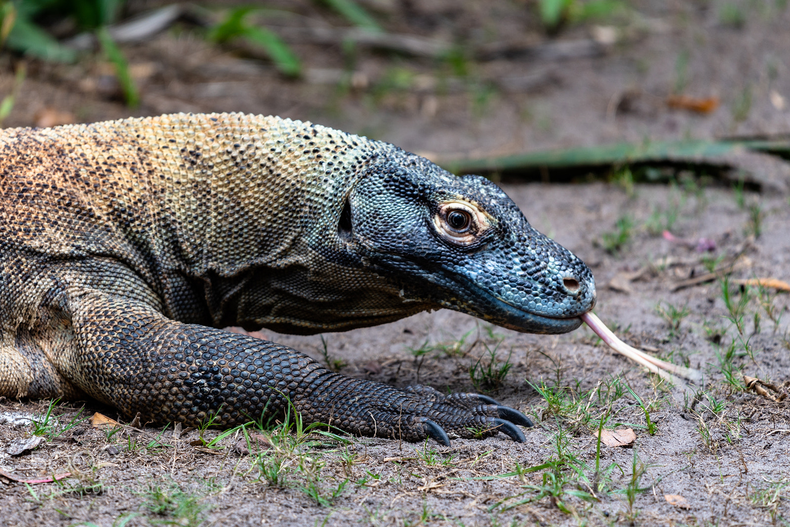 Nikon D750 sample photo. Komodo dragon photography