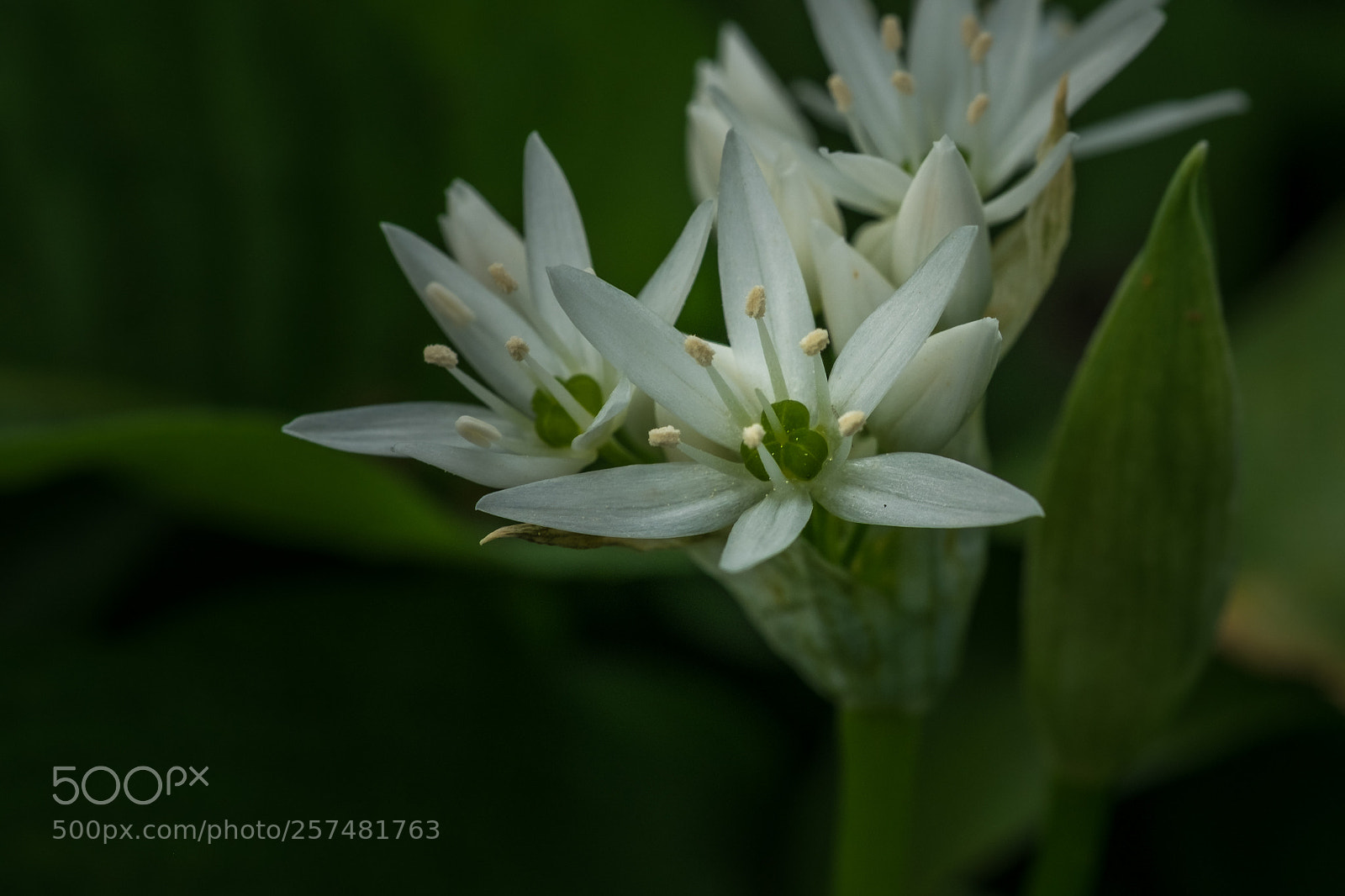 Fujifilm X-T1 sample photo. Bärlauch (allium ursinum) photography