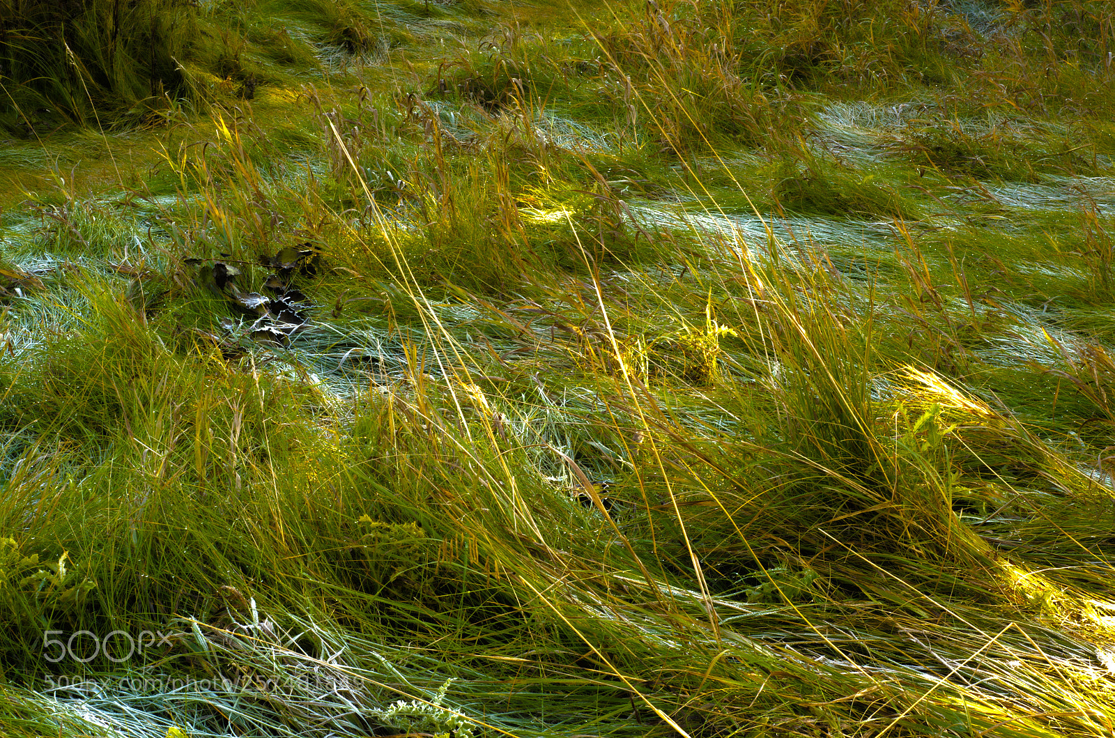 Nikon D7000 sample photo. Frost is here by photography