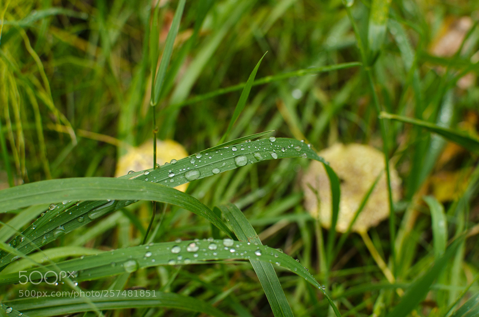 Nikon D7000 sample photo. Dew drop pop by photography