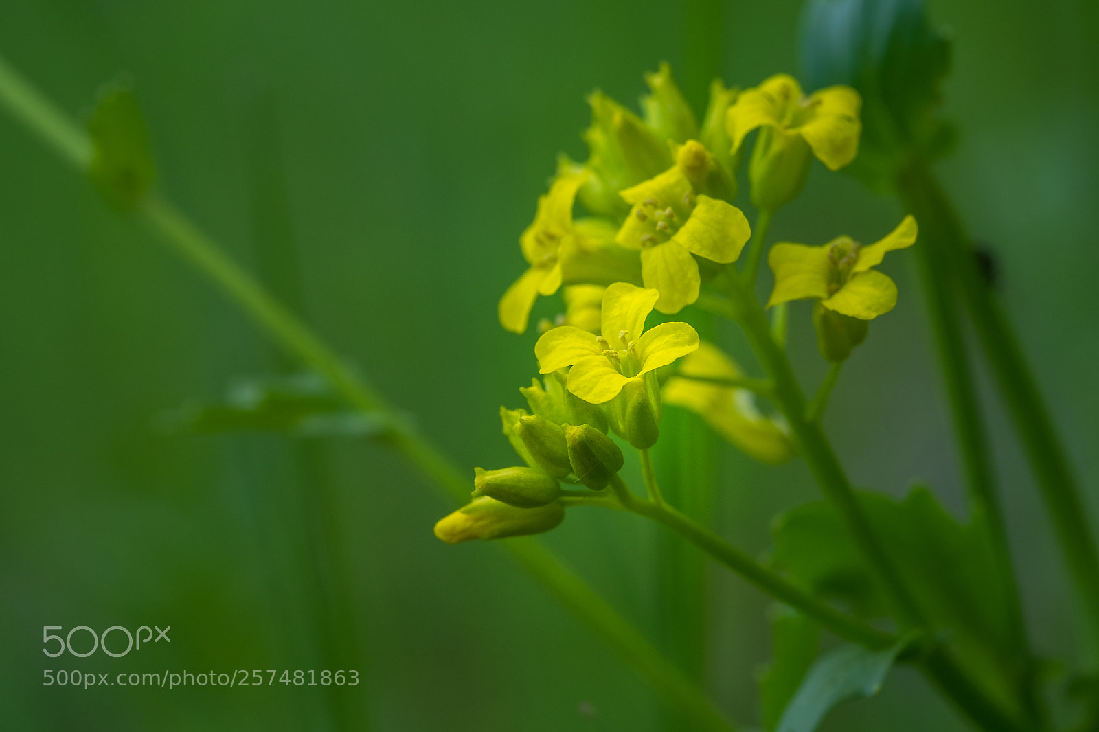 Fujifilm X-T1 sample photo. Acker senf (sinapis arvensis) photography