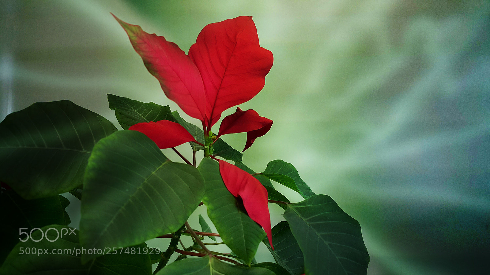 Samsung Galaxy Note4 sample photo. 307 photography