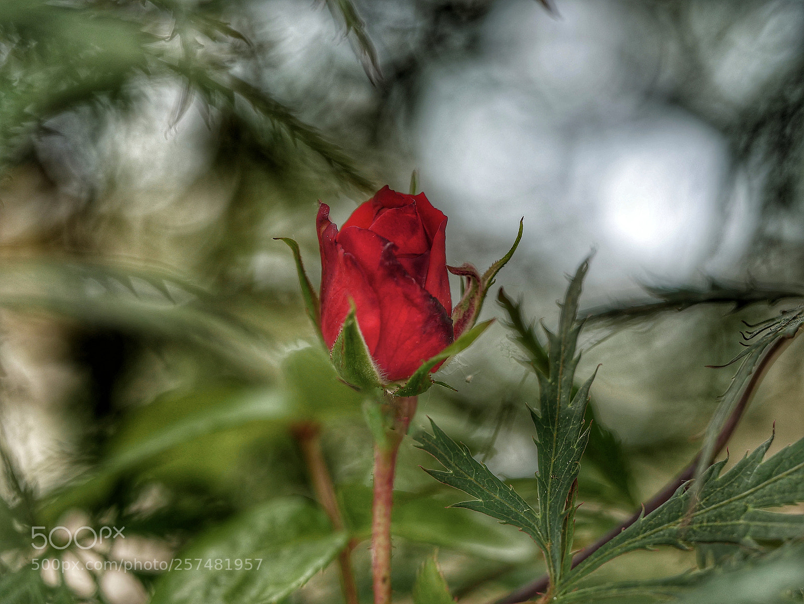 Panasonic Lumix DMC-GX85 (Lumix DMC-GX80 / Lumix DMC-GX7 Mark II) sample photo. ???... photography