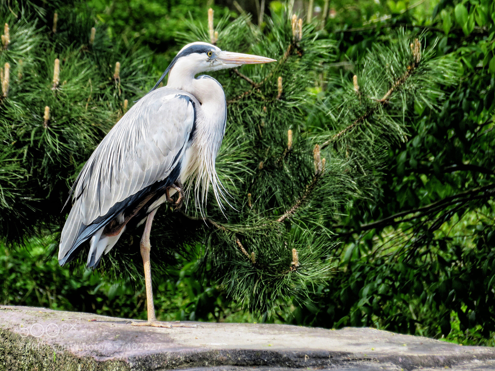 Canon PowerShot SX720 HS sample photo. On one leg photography
