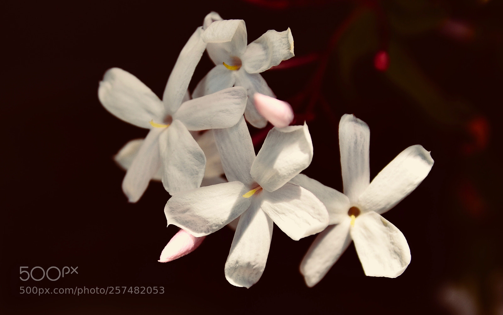 Nikon D7000 sample photo. Jasminum  officinale photography