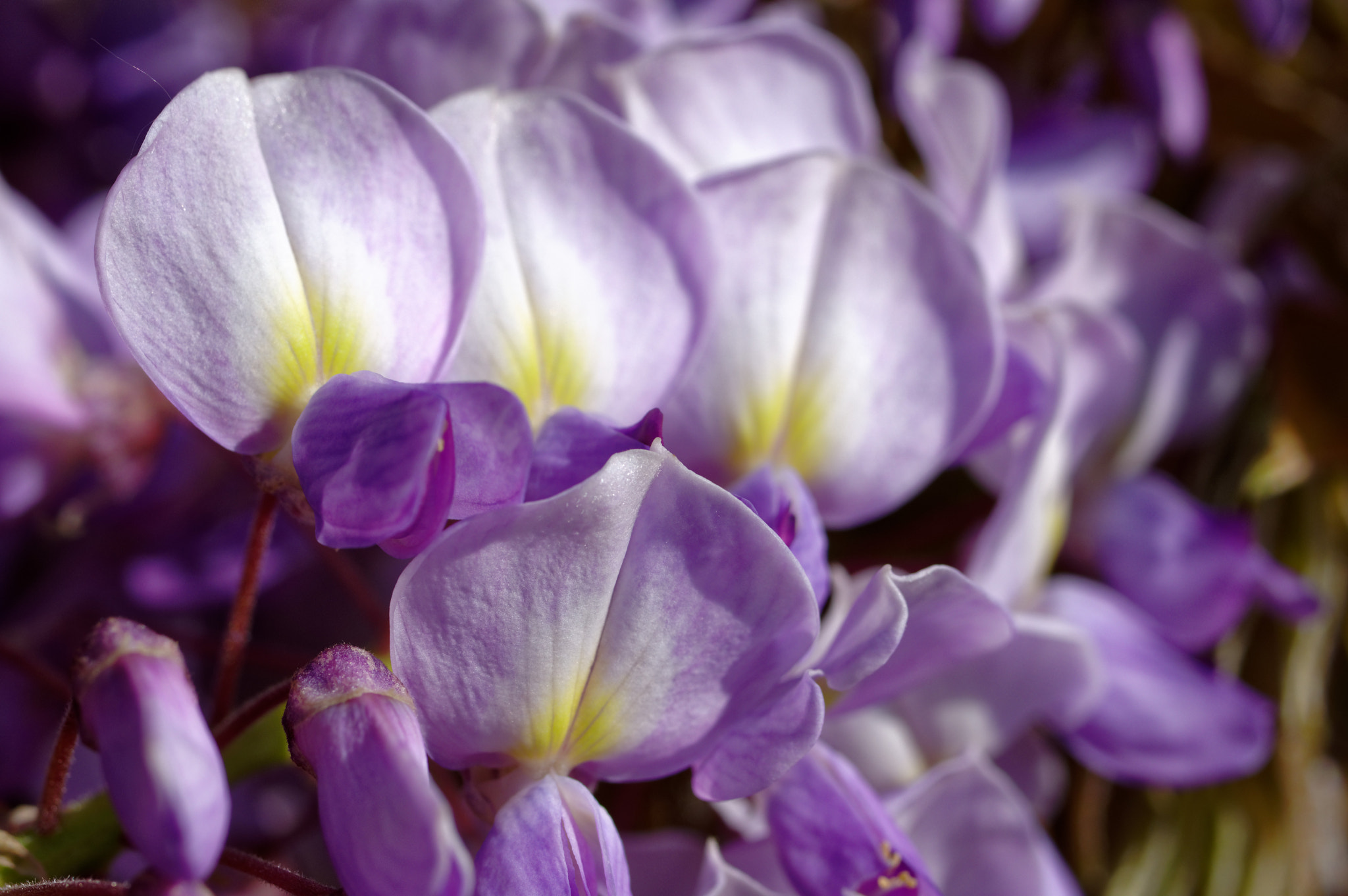 Pentax K-3 II + Pentax smc D-FA 50mm F2.8 Macro sample photo. Pentax k3 11 50mm macro . wisteria. photography