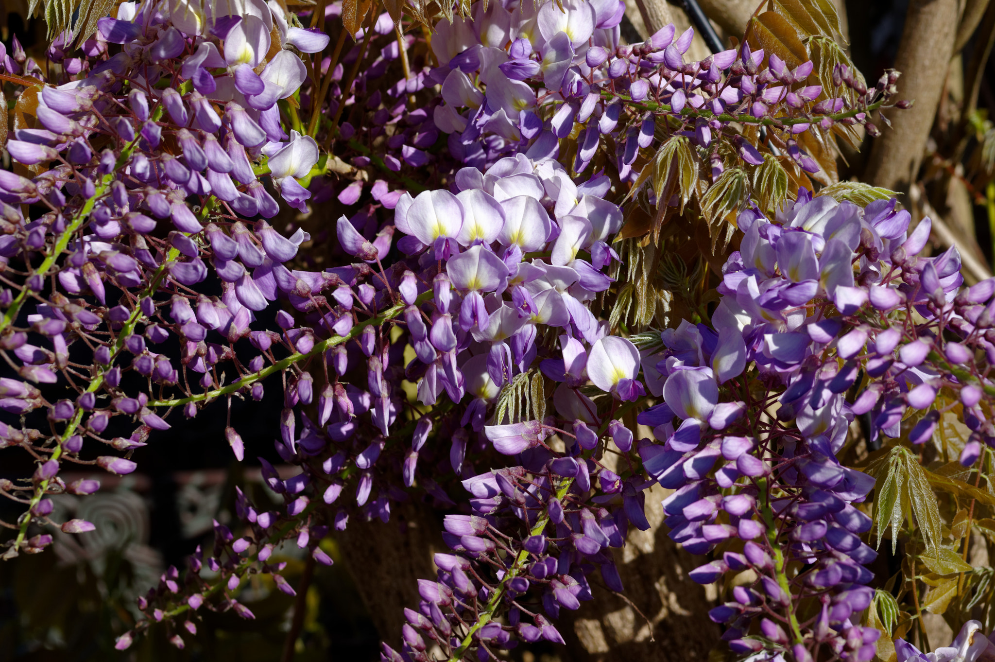 Pentax K-3 II sample photo. Pentax k3 11 50mm macro . wisteria. photography