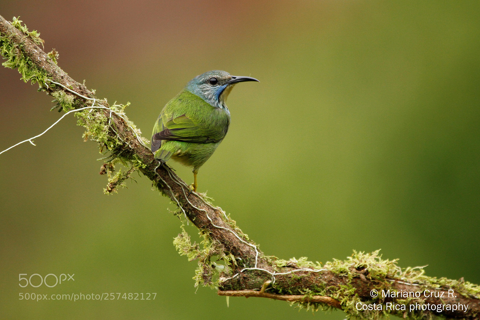 Canon EOS 7D sample photo. Shining honeycreeper　(female) photography