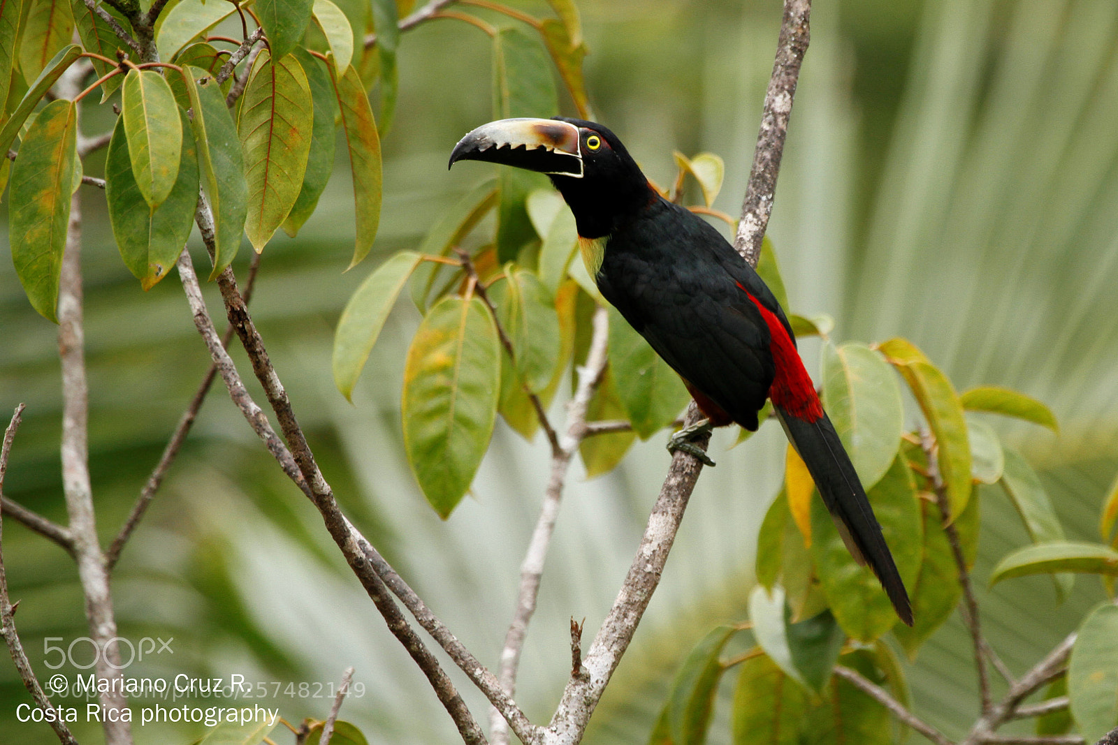 Canon EOS 7D sample photo. Collared aracari photography