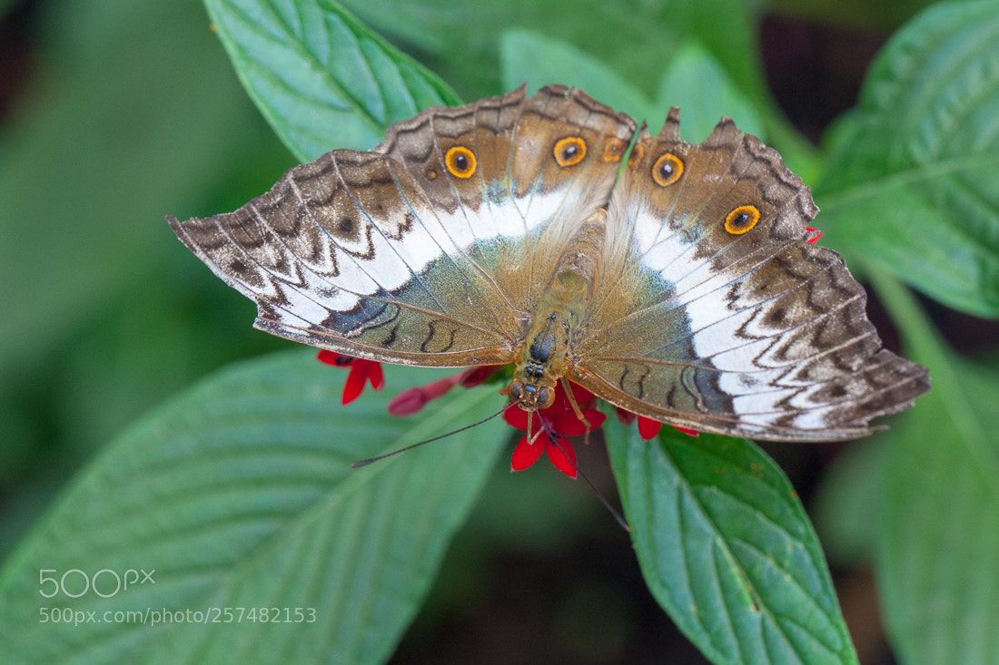 Canon EOS 5D Mark II sample photo. Butterfly vindula photography