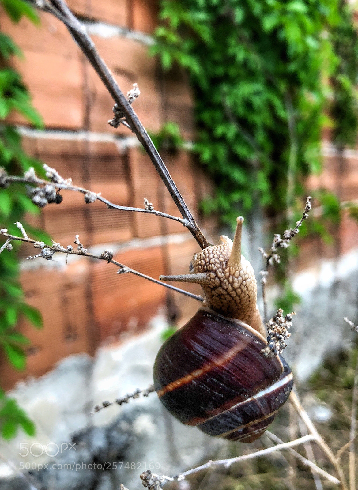 Apple iPhone 8 sample photo. Snail, voyvodinovo, bulgaria  photography