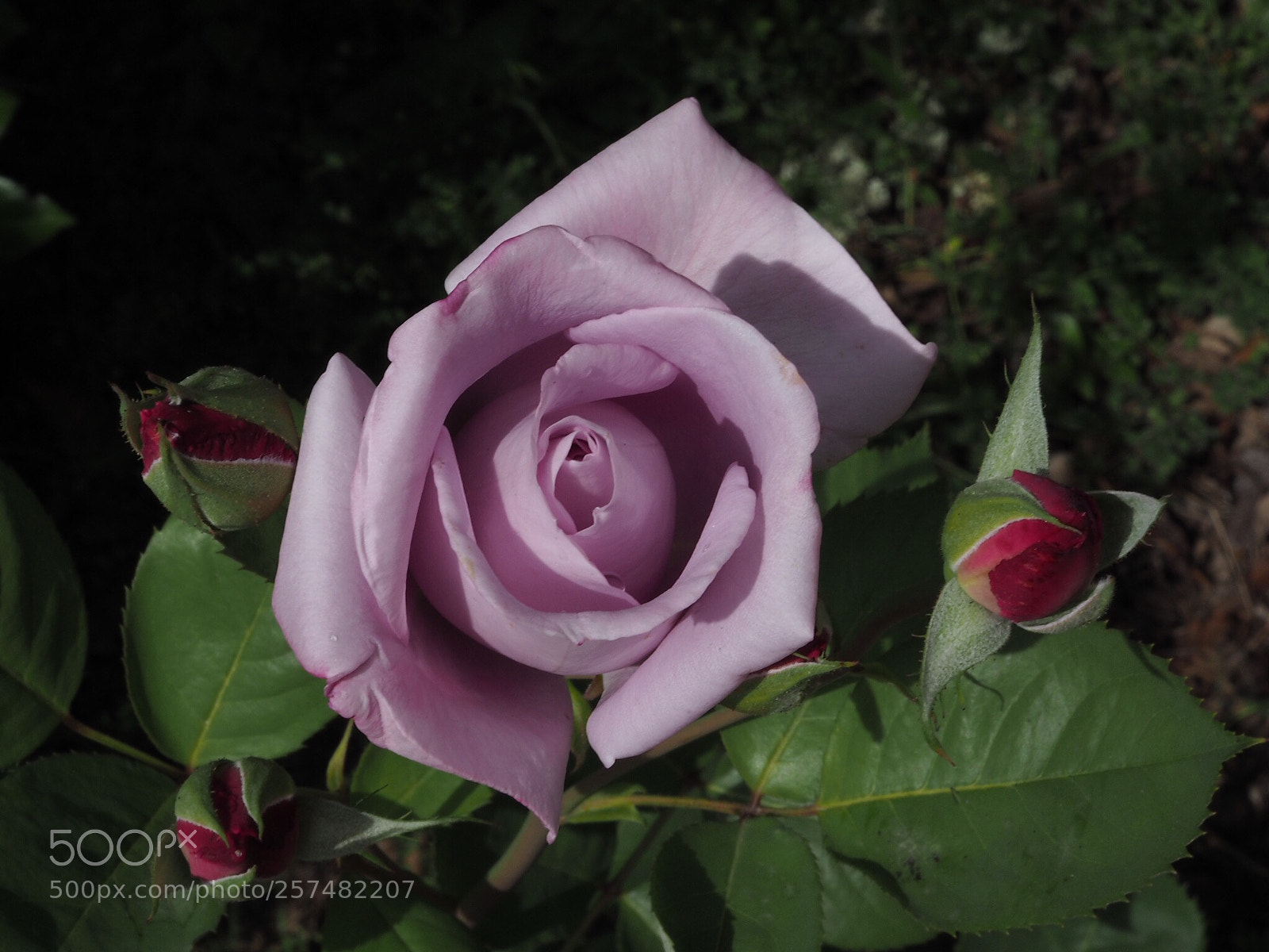 Olympus OM-D E-M10 sample photo. Rose  photography
