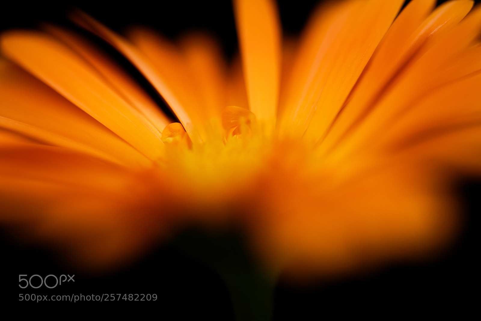 Nikon D750 sample photo. La vita che sboccia photography