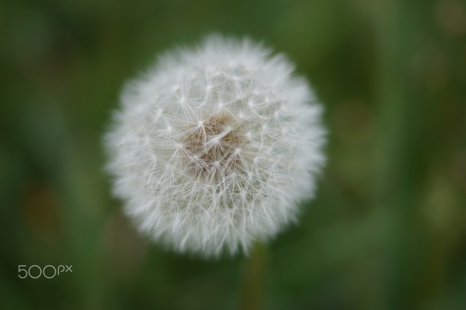 Sony DT 35mm F1.8 SAM sample photo. Dandelion photography