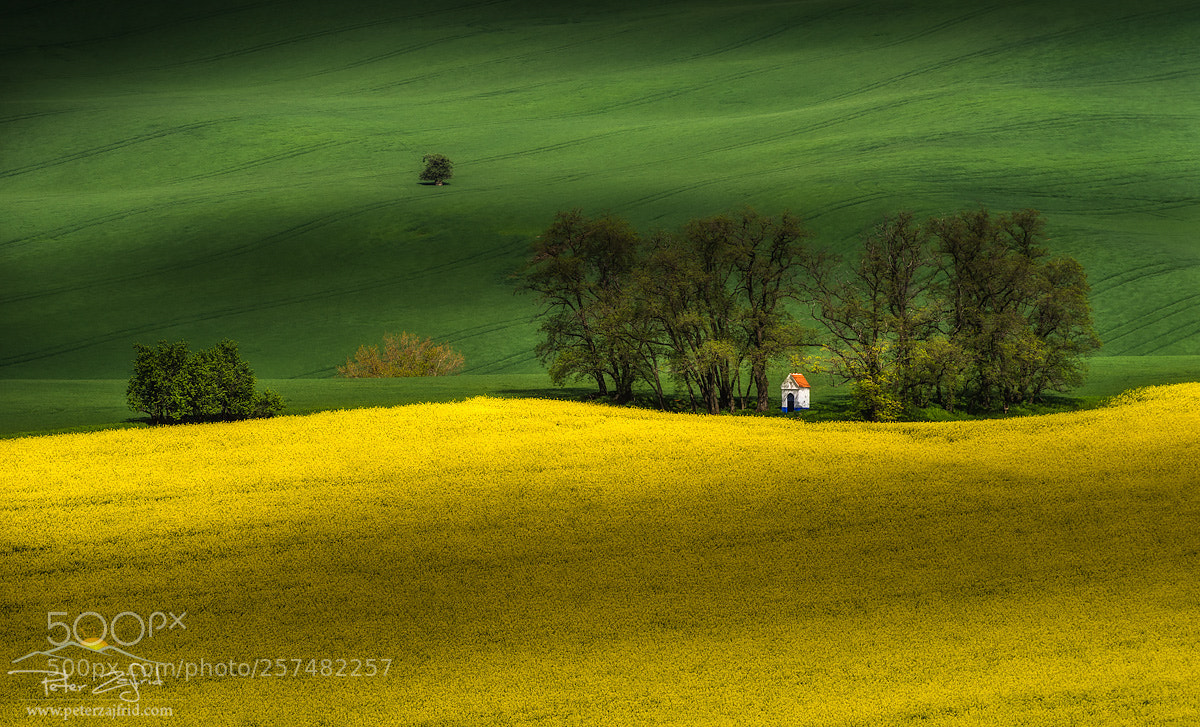Nikon D810 sample photo. Colours of spring photography
