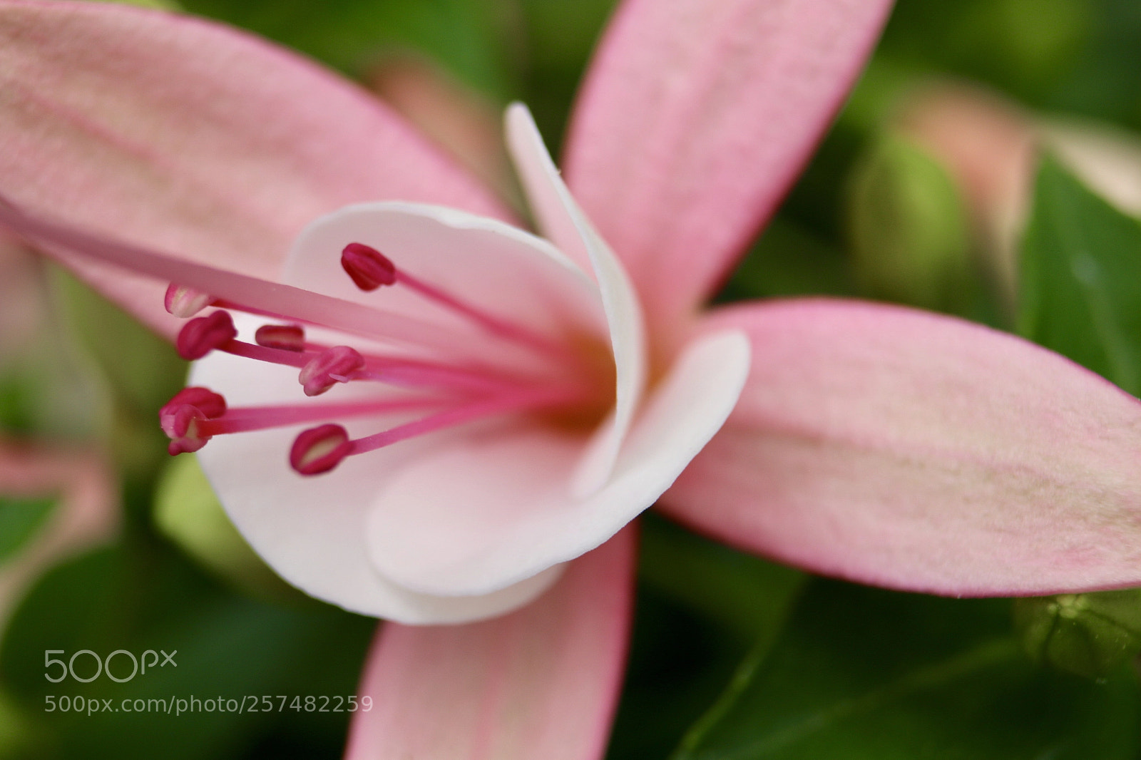 Canon EOS 70D sample photo. Flower in the garden photography