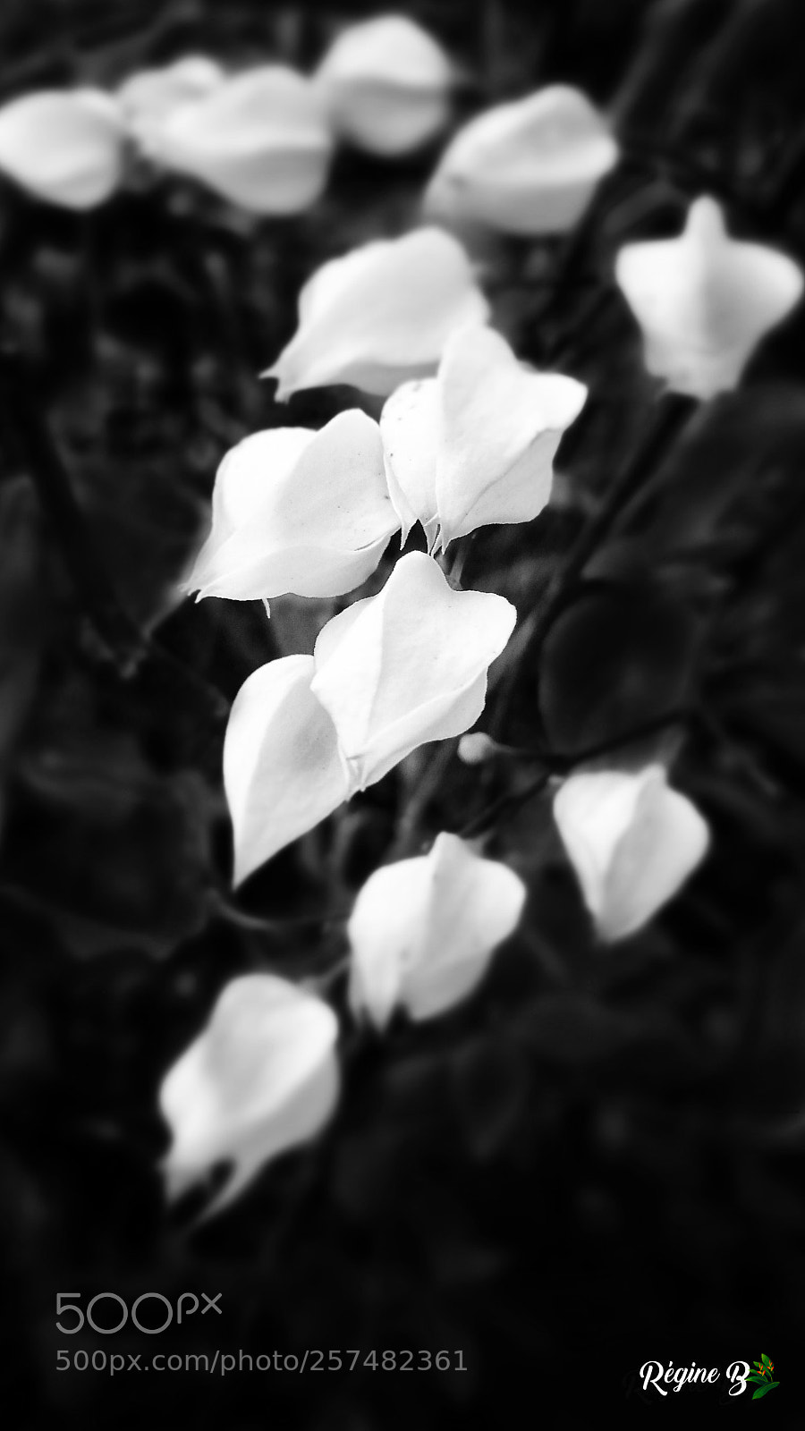 Samsung Galaxy Note4 sample photo. White sisters photography