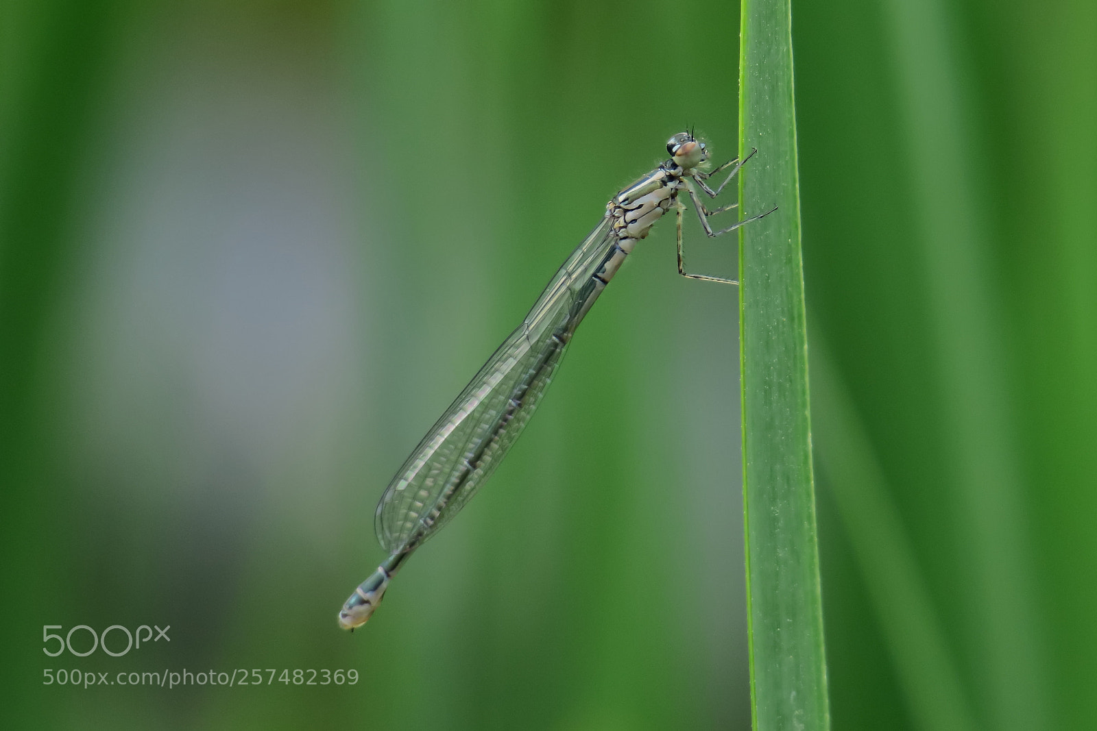 Canon PowerShot G3 X sample photo. Dragon fly photography
