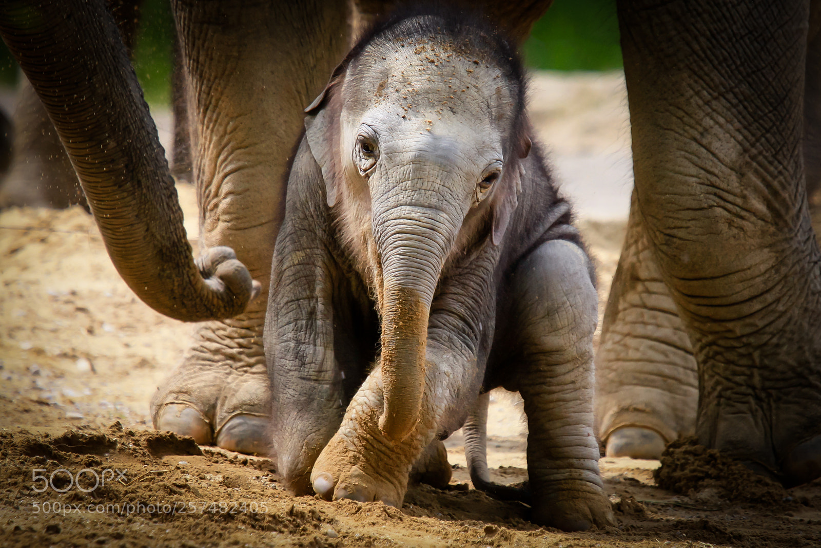 Canon EOS 450D (EOS Rebel XSi / EOS Kiss X2) sample photo. Baby elephant photography