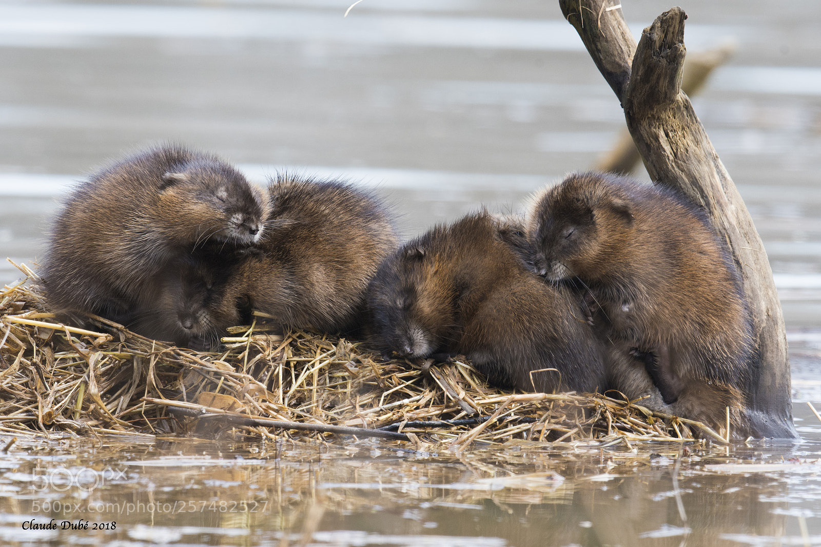Nikon D500 sample photo. Rat musque muskratmammal, mammif photography