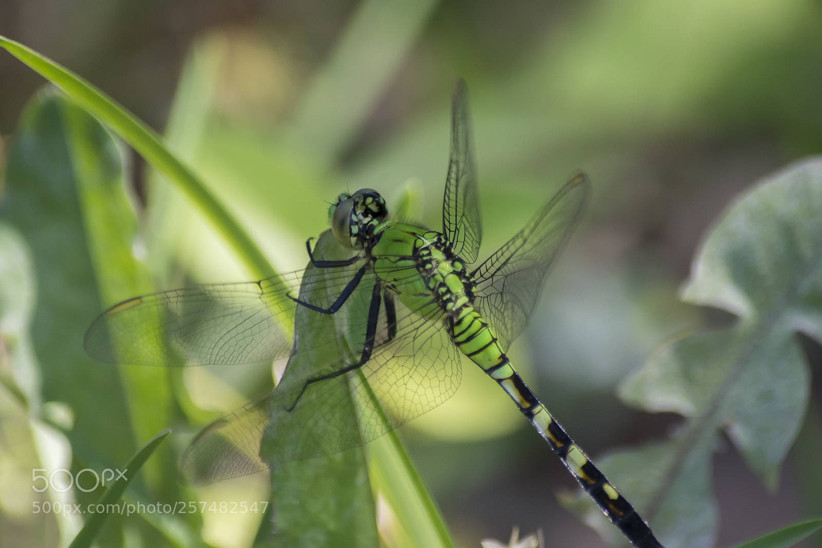 Nikon D7100 sample photo. Green ii photography