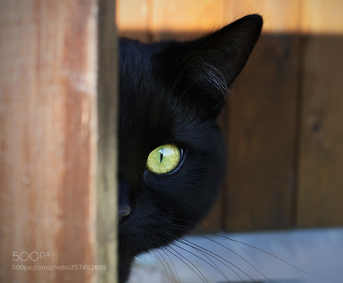 Nikon D90 sample photo. Spy photography
