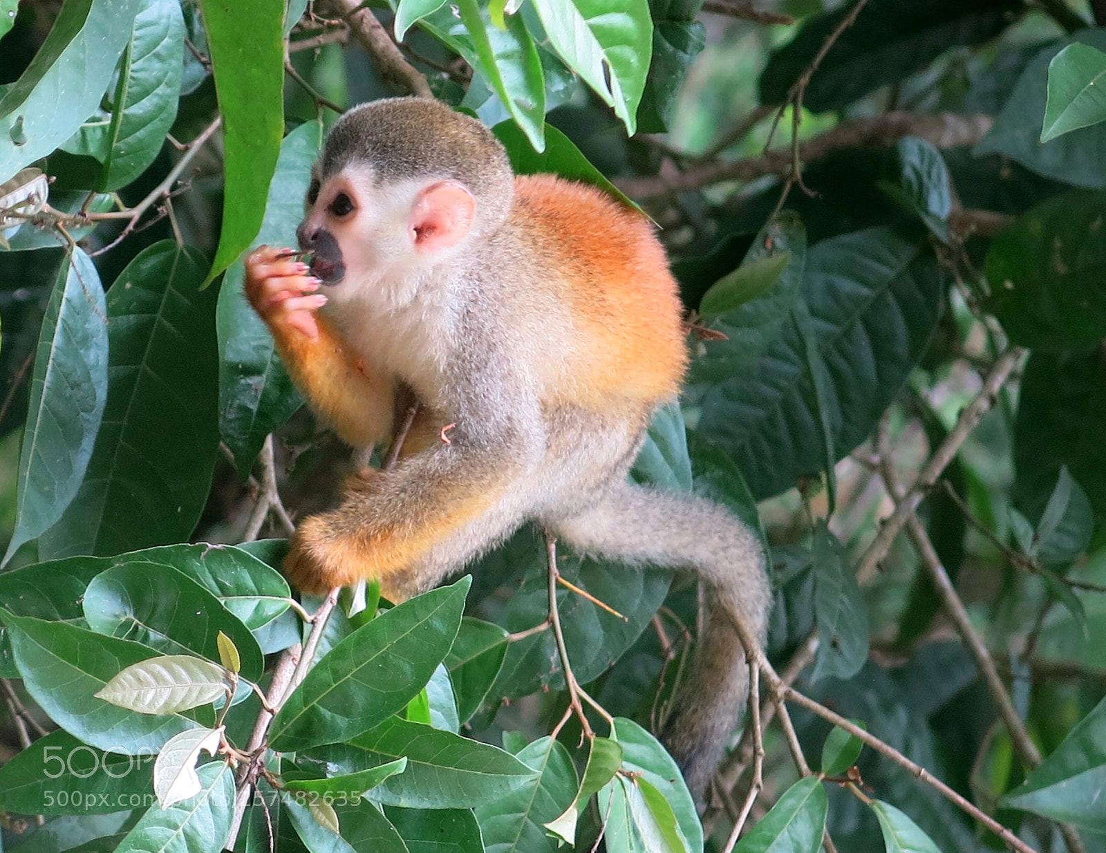 Canon PowerShot G15 sample photo. Small monkey photography