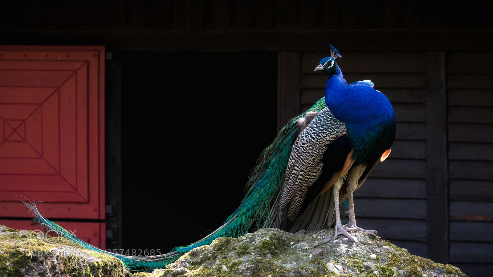 Sony Cyber-shot DSC-RX10 IV sample photo. ... stolz ... photography