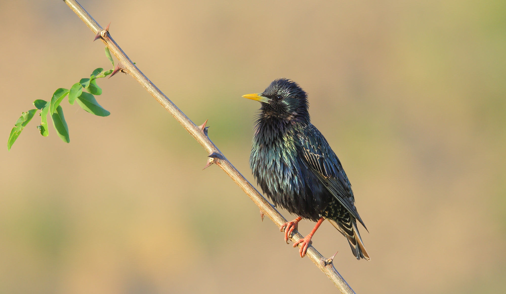 Canon EF 400mm F2.8L IS II USM sample photo. Star photography