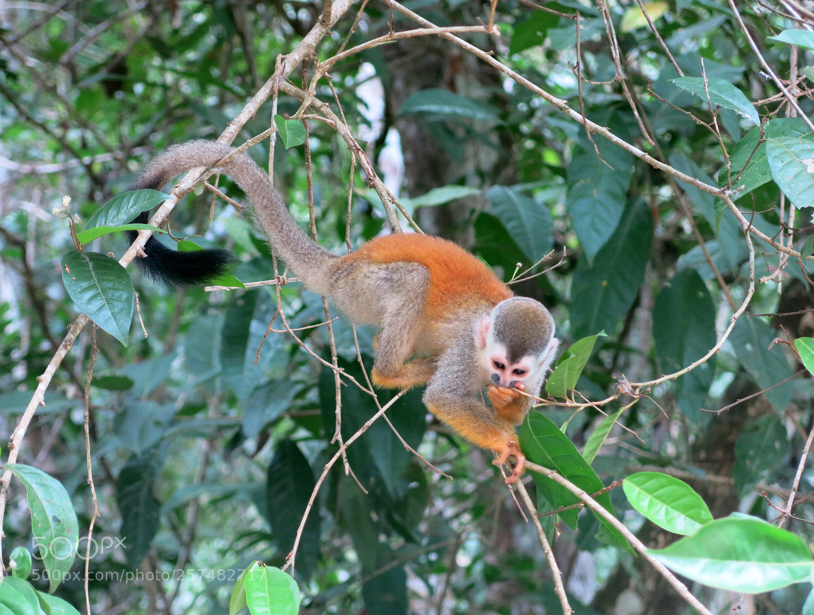 Canon PowerShot G15 sample photo. Small monkey photography