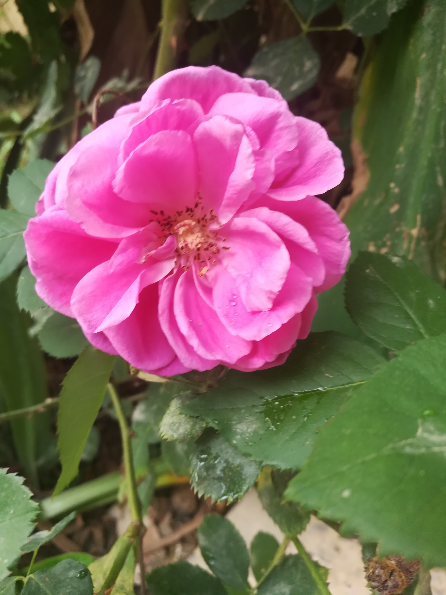 HUAWEI honor 6x sample photo. Rose & first rain drops photography