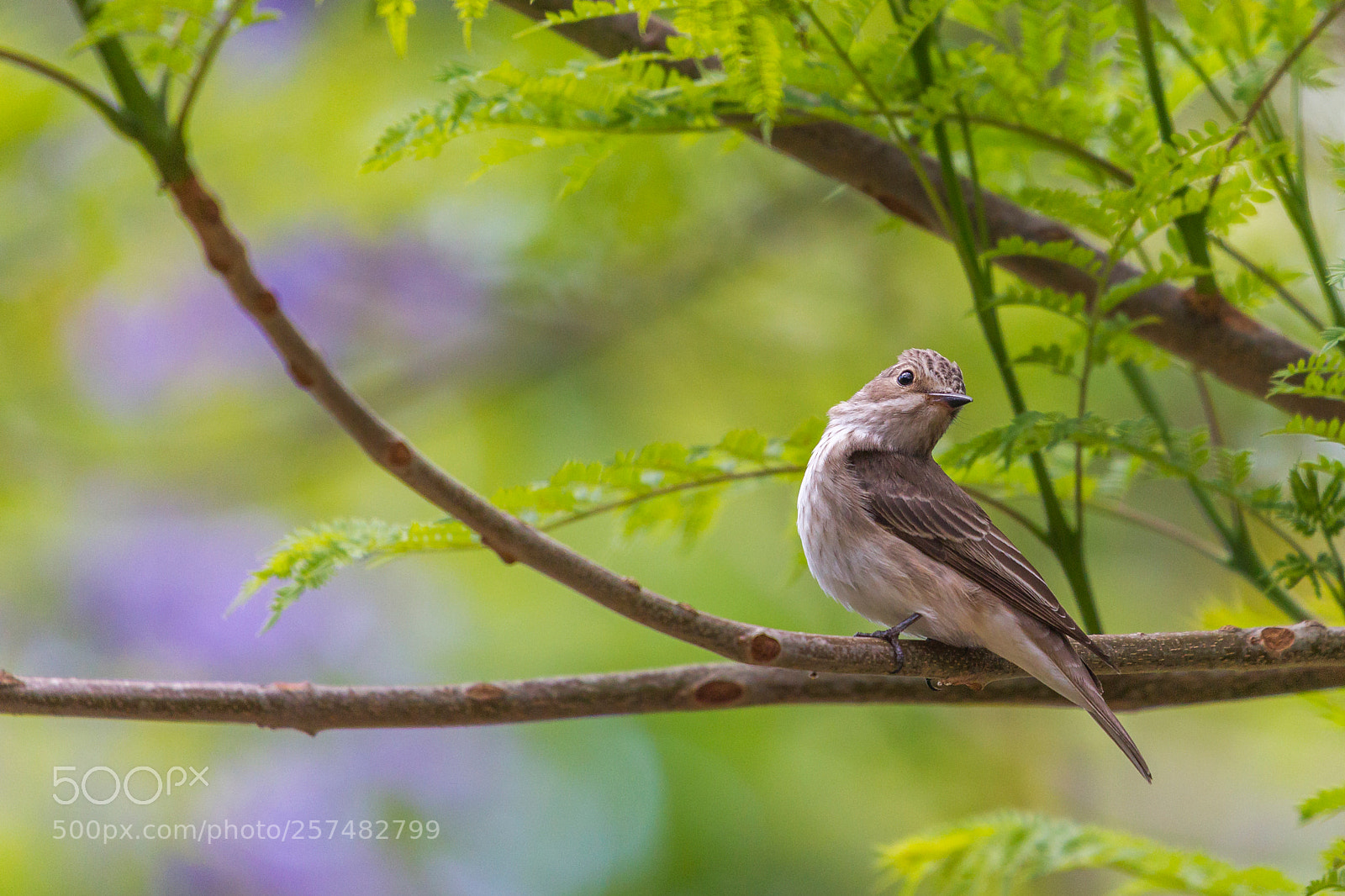 Canon EOS-1D Mark IV sample photo. Insects ? photography