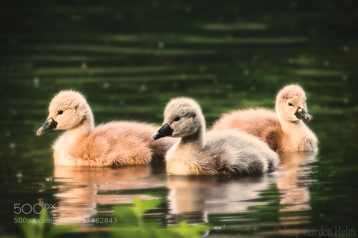 Canon EOS 70D sample photo. Thee young swans photography