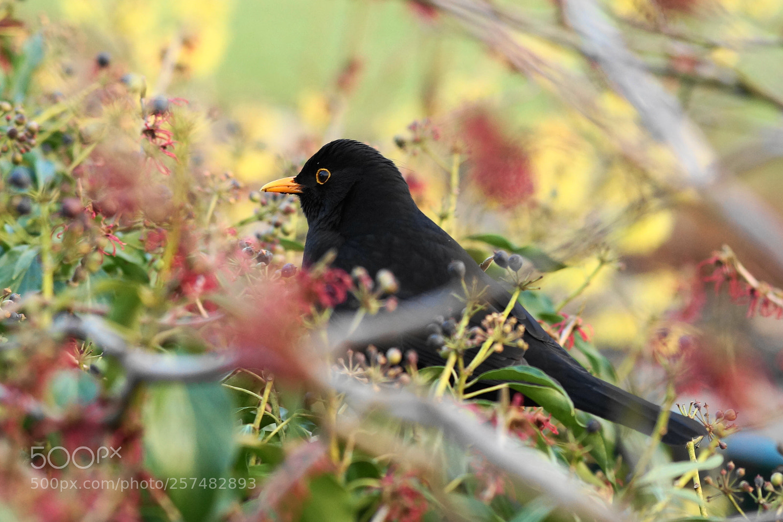Sony SLT-A58 sample photo. Amsel photography