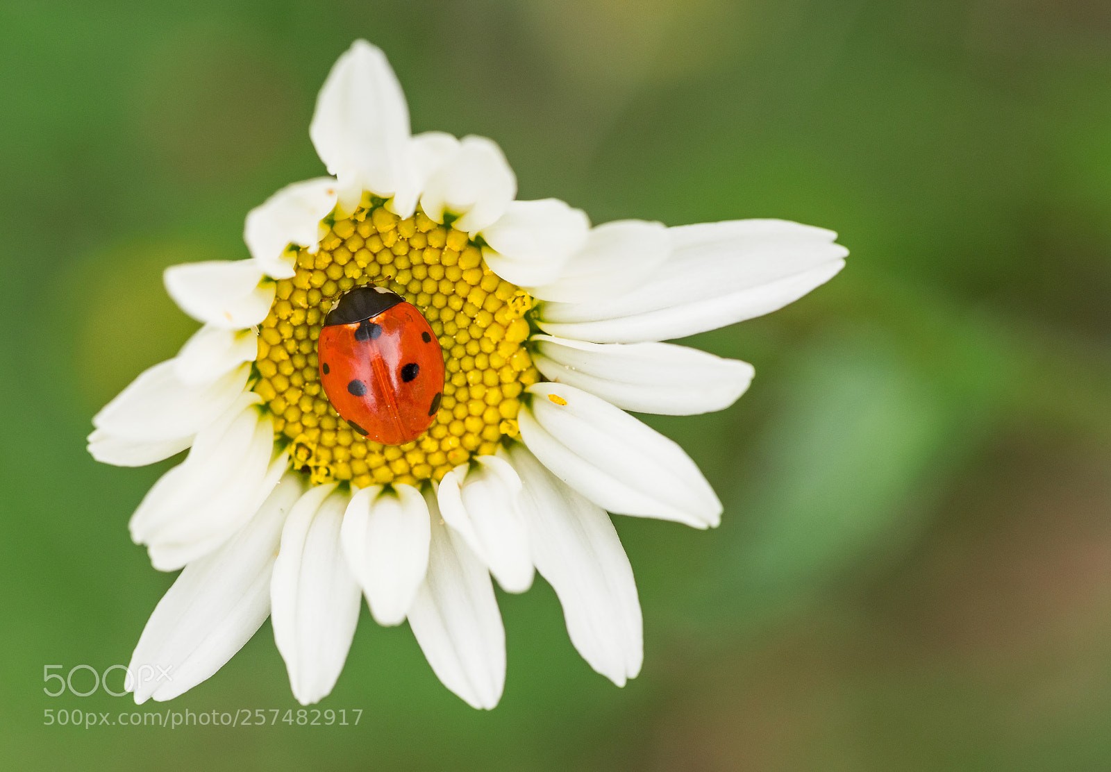Olympus OM-D E-M5 II sample photo. Ladybug in a daisy photography