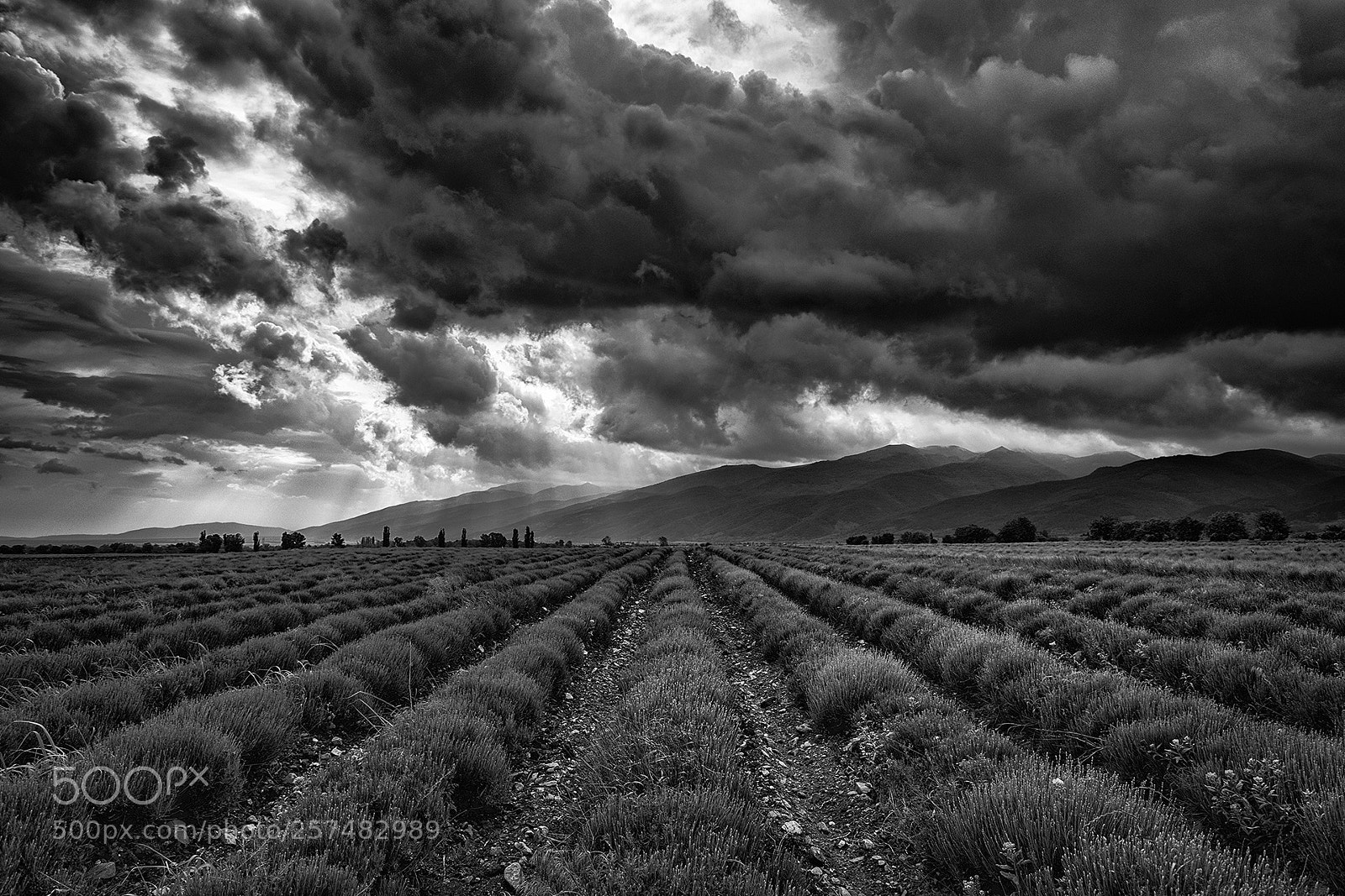 Nikon D5300 sample photo. Lavender field photography