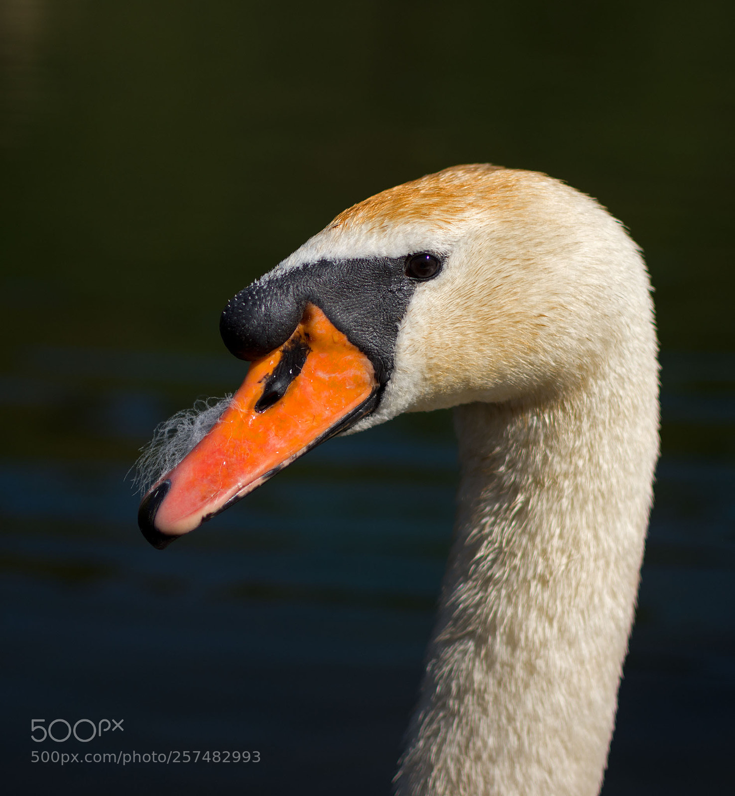 Nikon D7200 sample photo. Mute swan photography