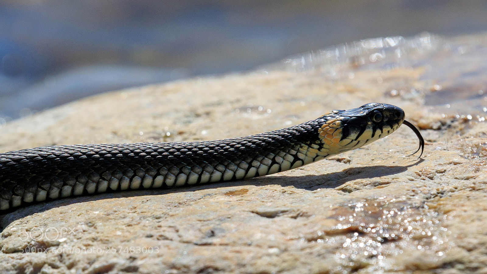 Canon EOS 5D Mark IV sample photo. Grass snake ii photography