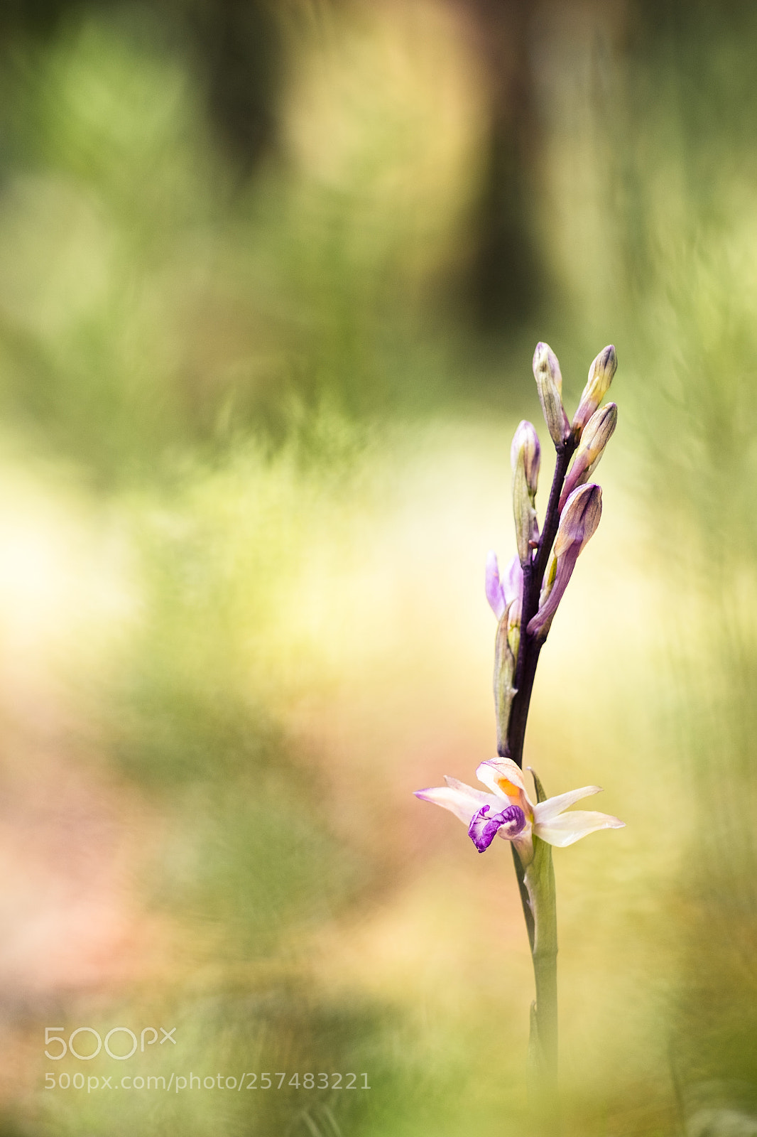 Fujifilm X-T10 sample photo. Limodorum abortivum (murcia version) 18´ photography