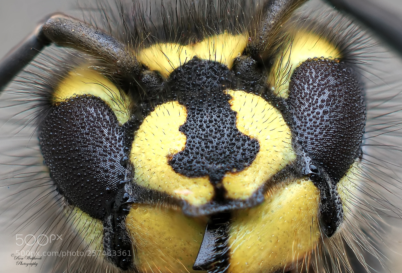 Olympus OM-D E-M1 Mark II sample photo. Wasp photography