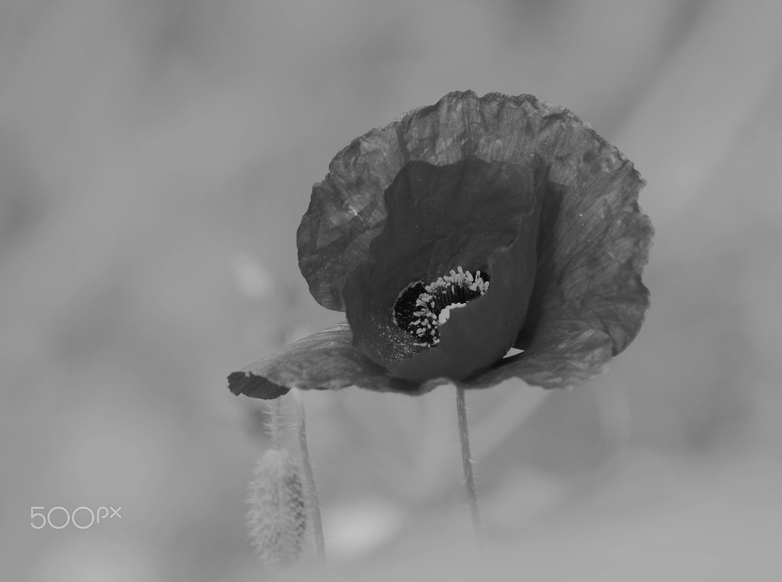 Nikon D90 sample photo. Poppy photography