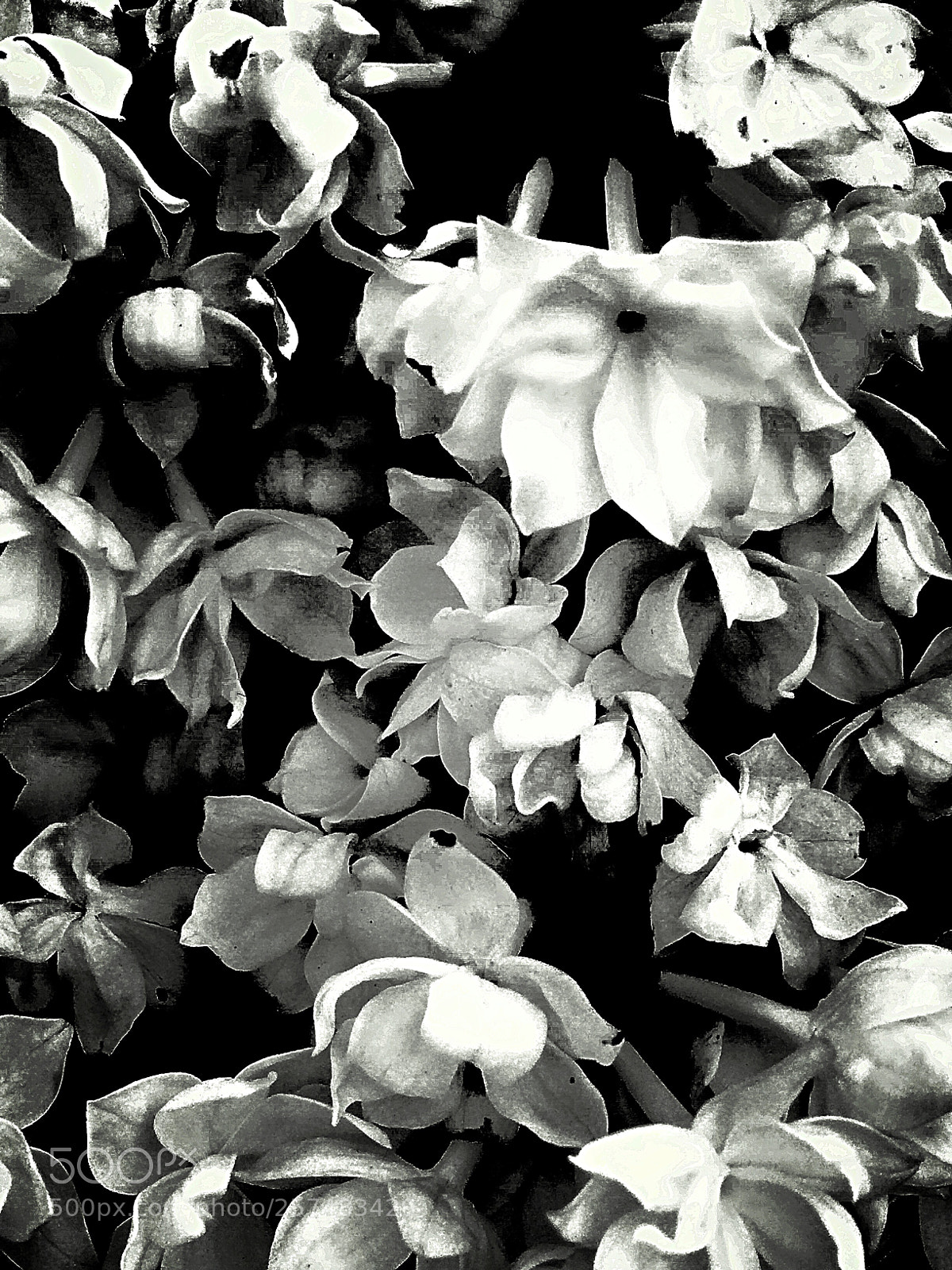 Apple iPhone 5s sample photo. Little beautys photography