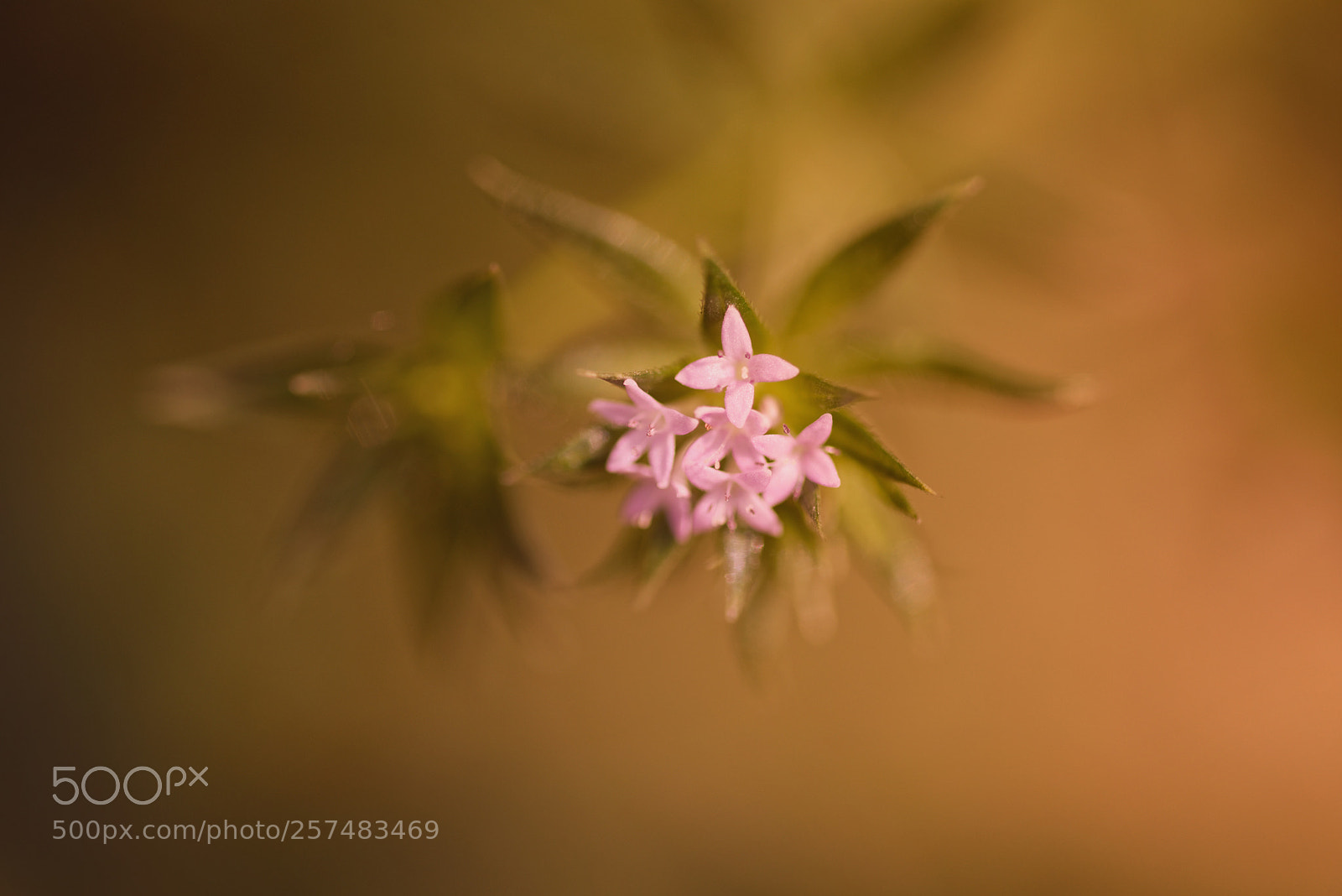 Nikon D750 sample photo. Piccole meraviglie in giardino photography