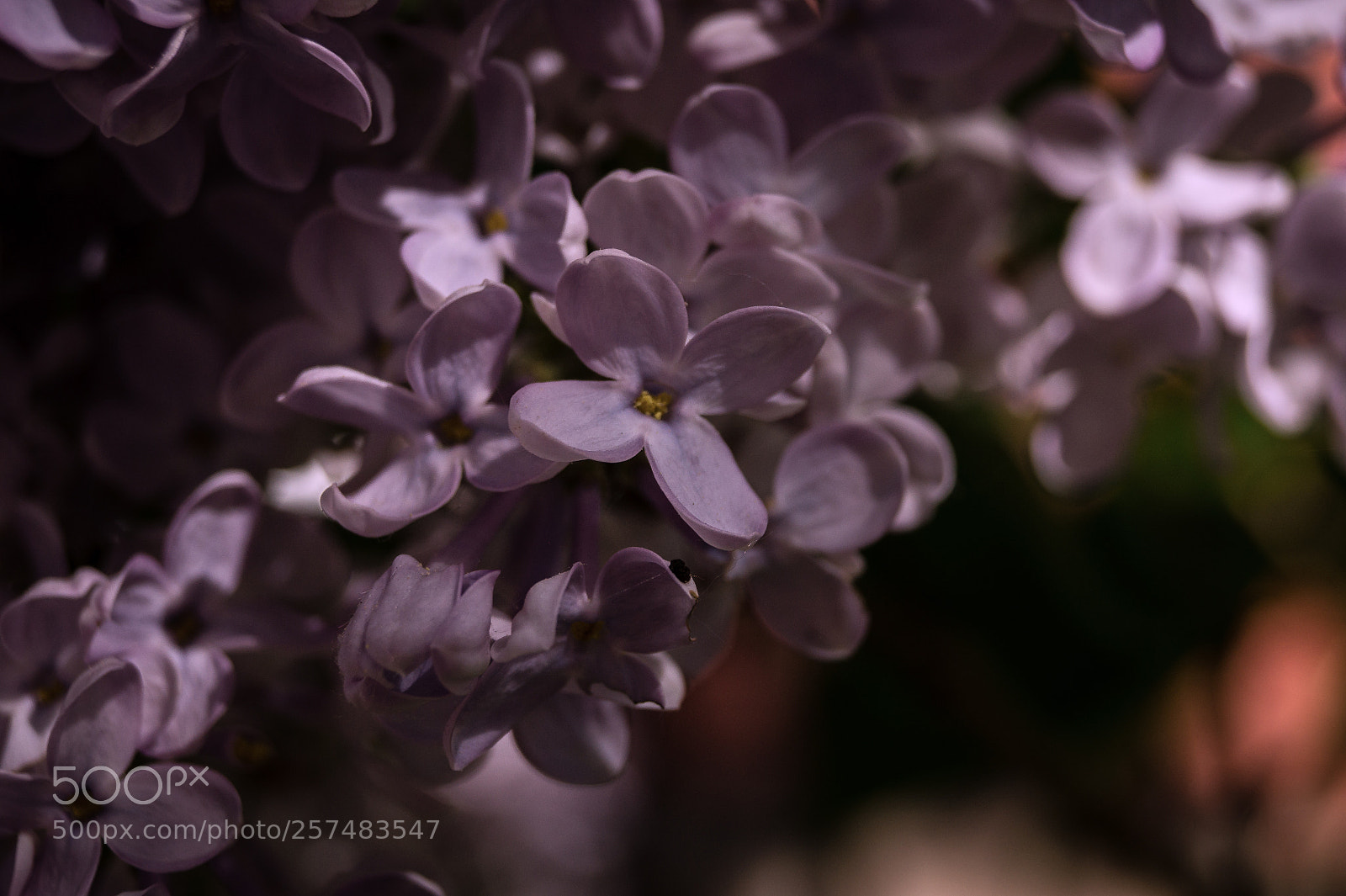 Sony SLT-A37 sample photo. Flieder photography