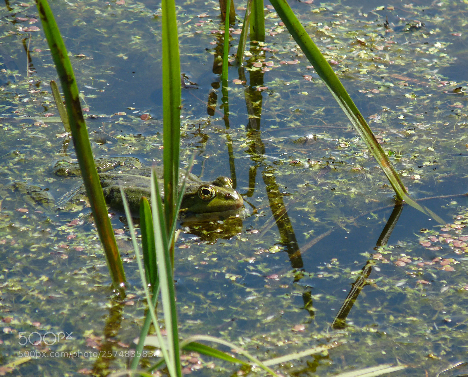 Panasonic Lumix DMC-FZ28 sample photo. Croaking.. photography