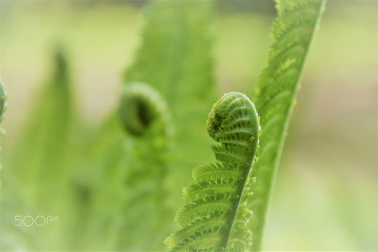 Sigma 18-250mm F3.5-6.3 DC Macro OS HSM sample photo. Farn photography