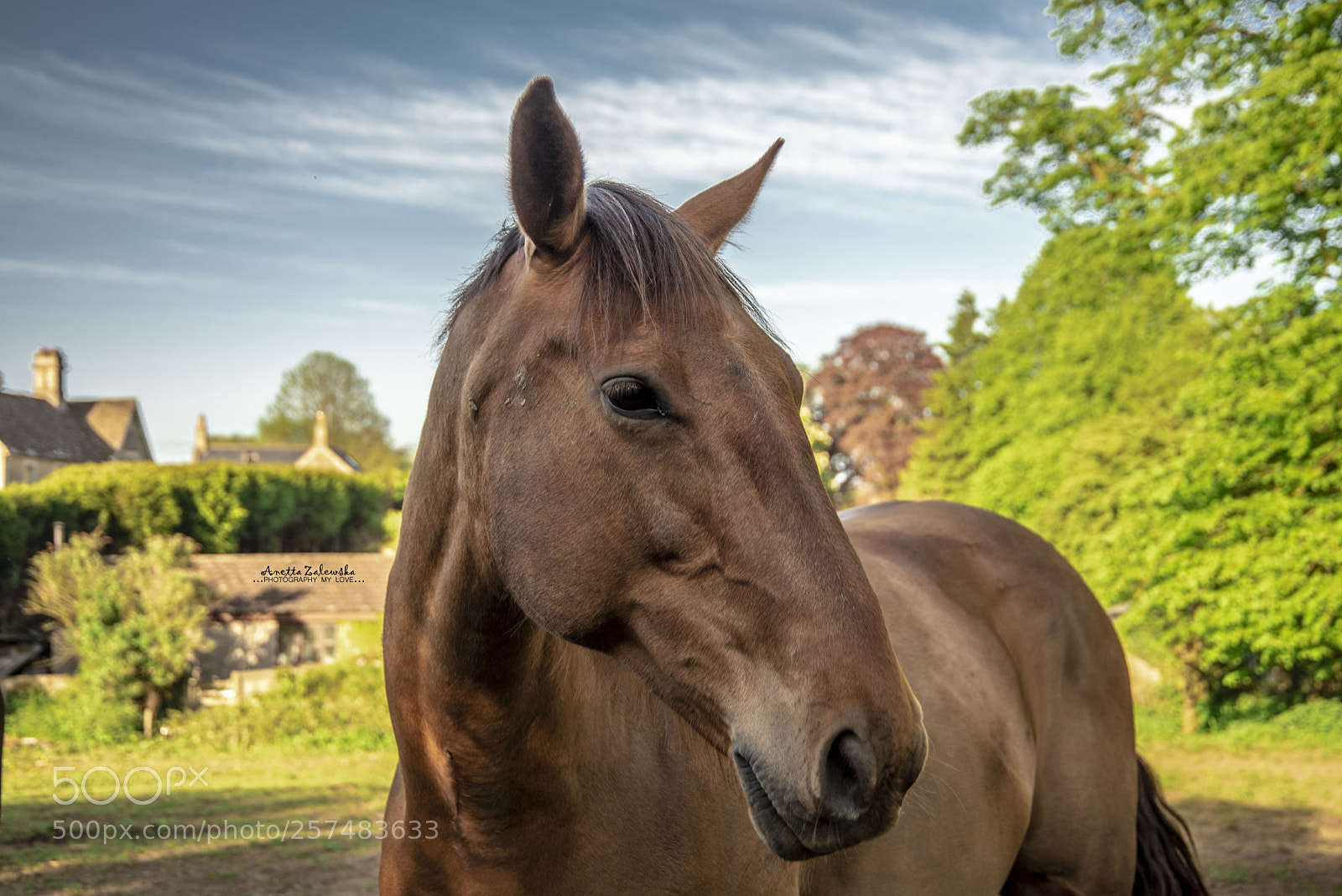 Nikon D750 sample photo. Gracefulness photography